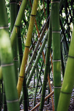Load image into Gallery viewer, Bamboo Toothbrushes
