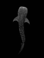 Load image into Gallery viewer, B&amp;W Whale Shark Board Shorts - Limited Edition
